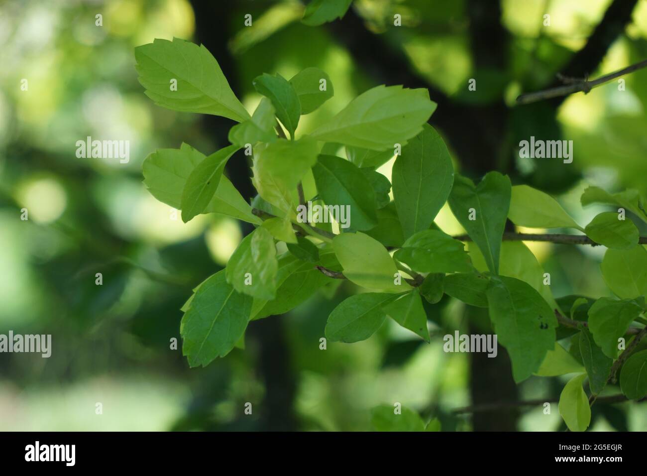Foglie di tumulo d'oro. Chiamato anche Sinyo nakal, Duranta erecta, teh-tehan, alba, aurea, ragazza geisha, docce zaffiro e variegata Foto Stock