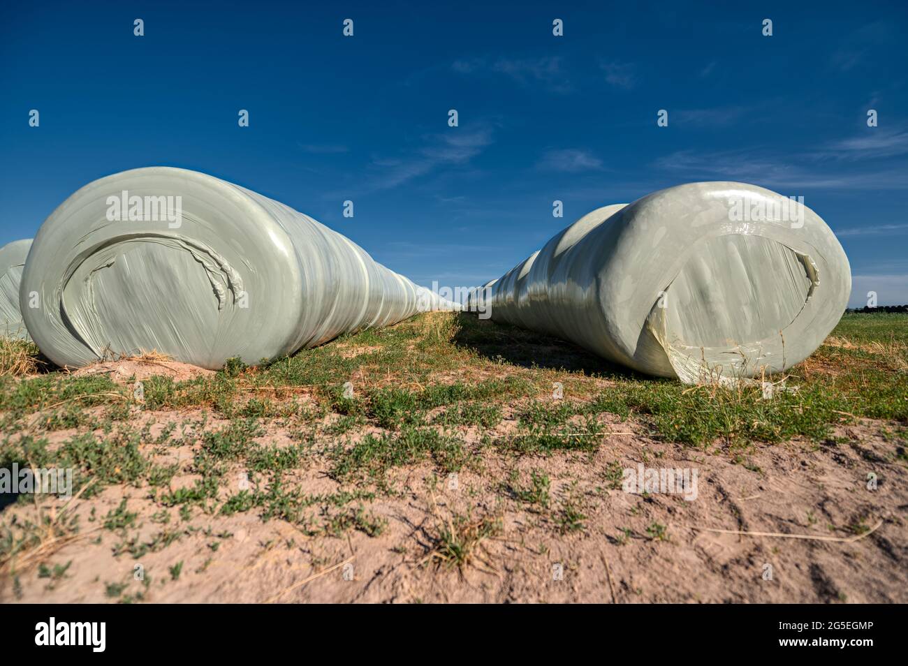 Rotoli di paglia avvolti in un involucro di plastica Foto Stock