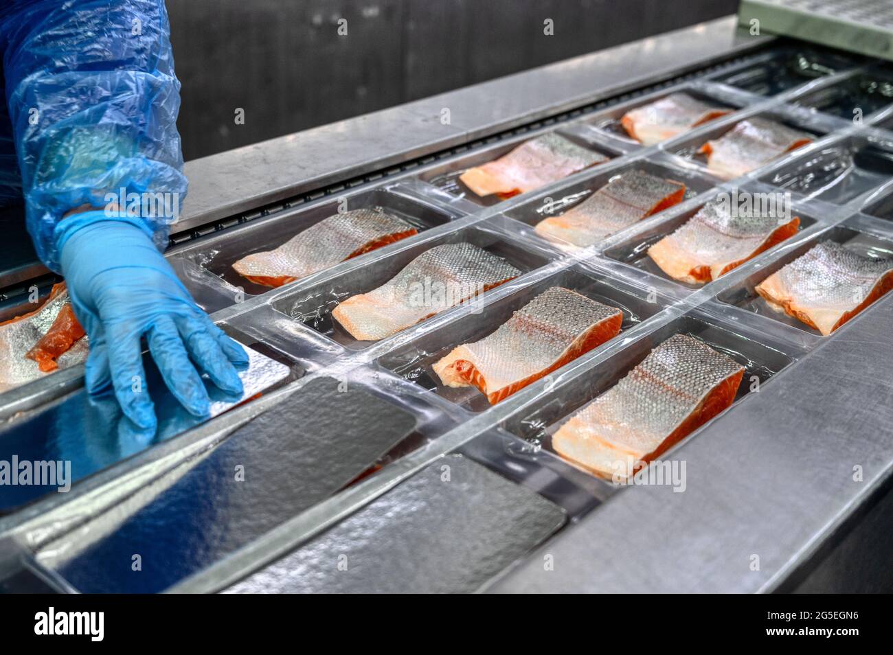 Il lavoratore posiziona i pezzi e i cunei di salmone vicino consegnare il trasportatore nei vassoi per l'imballaggio sottovuoto Foto Stock