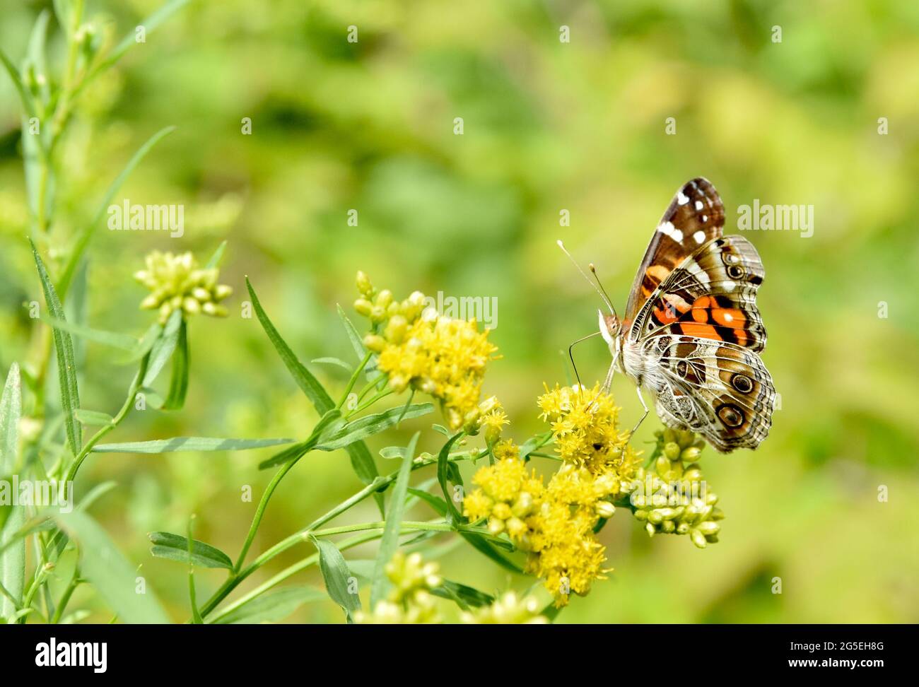 Farfalla della Signora americana (Vanessa virginiensis) che si nutra su piccoli fiori gialli. Spazio di copia. Primo piano. Foto Stock