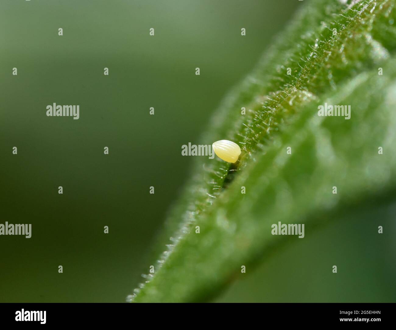 Primo piano di un uovo di farfalla monarca (Danaus plexippus) attaccato alla superficie di una foglia di alghe del latte (Asclepsias tuberosa). Spazio di copia. Foto Stock