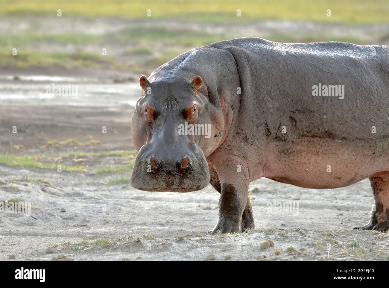 Hippopotamus (Hippopotamus anphibius) che cammina sulla terra gira la sua testa a faccia macchina fotografica. Amboseli National Park, Kenya. Spazio di copia. Foto Stock