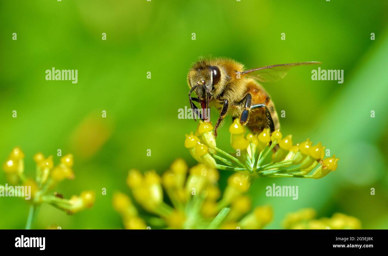 Un'ape di miele (Apis mellifera) si nutre di piccoli fiori di finocchio. La sua lingua rossastra si estende nel fiore giallo per disegnare il suo nettare. Spazio di copia. Foto Stock