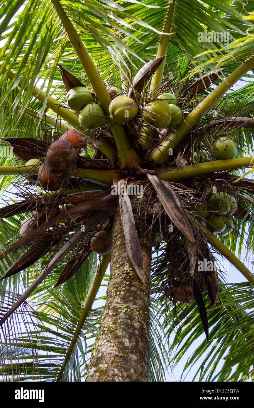 Palma piena di noci di cocco su pontianak, borneo occidentale, Indonesia. Albero di cocco con noci visto dal basso Foto Stock