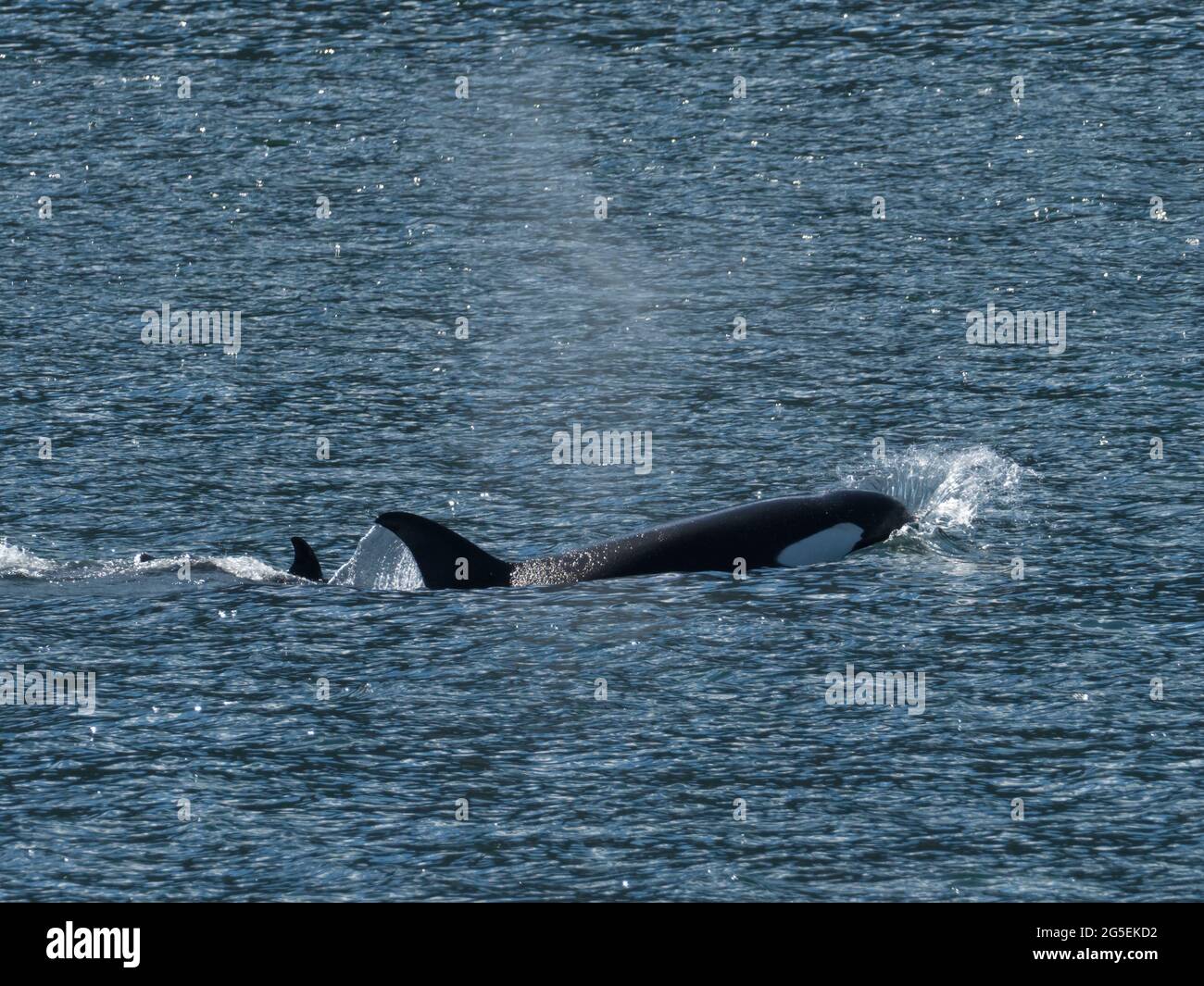Orche killer, Orcinus orca transitori T064s nel sud-est dell'Alaska Foto Stock