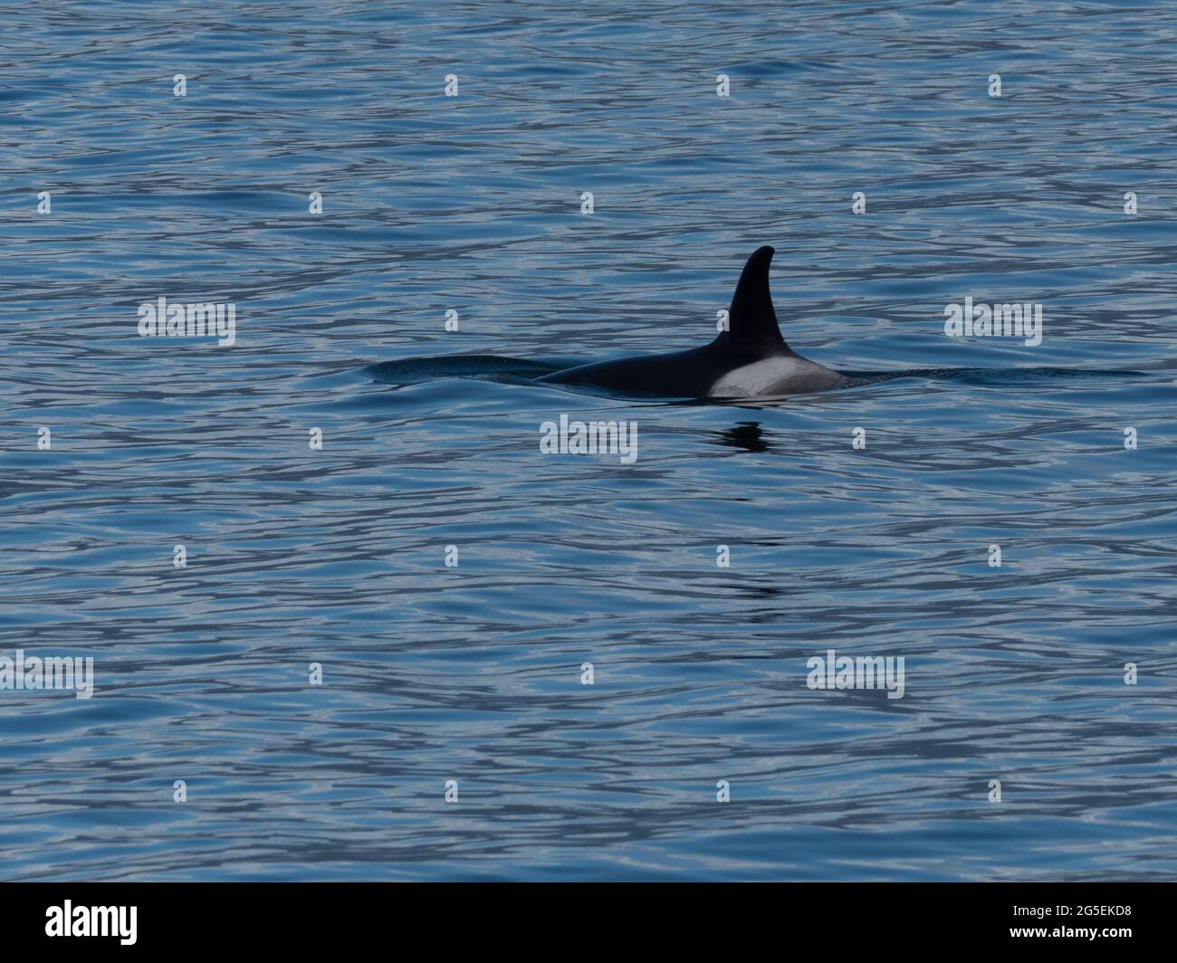 Orche killer, Orcinus orca transitori T064s nel sud-est dell'Alaska Foto Stock