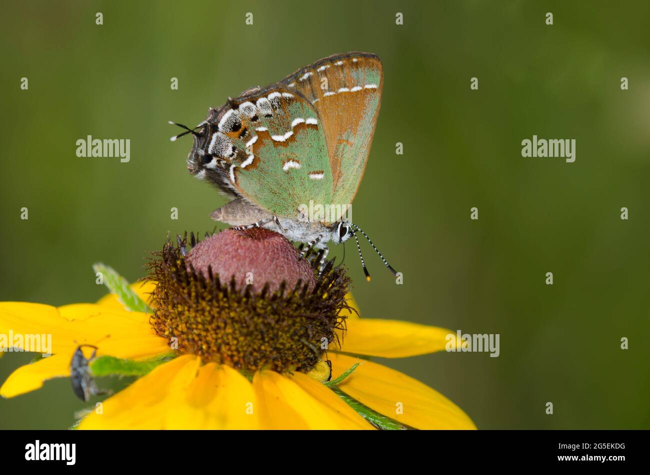 Juniper Hairstreak, Callophrys gryneus, nectaring da Susan dagli occhi neri, Rudbeckia hirta Foto Stock