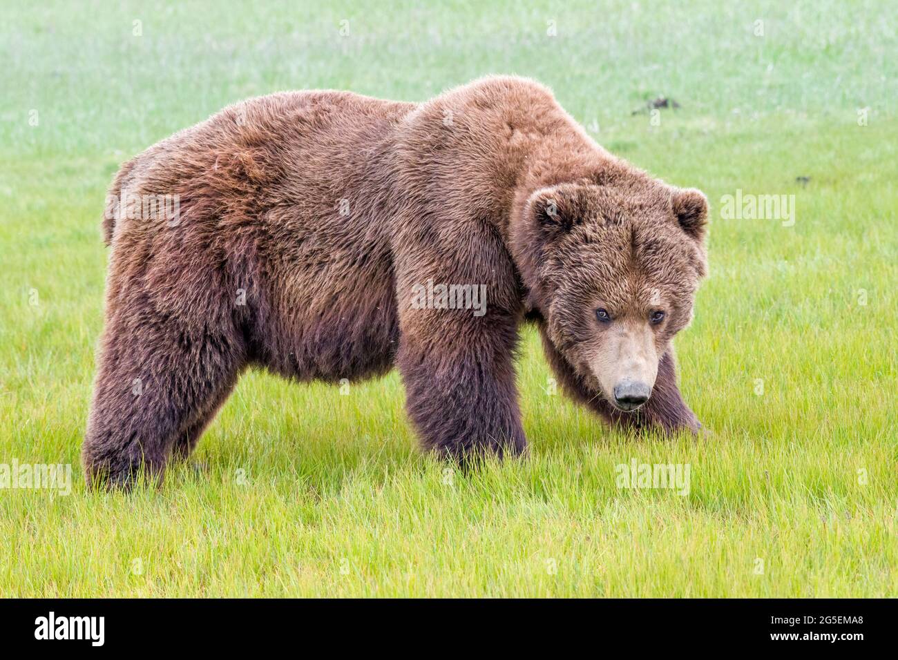 Alaska Peninsula Brown Bear o Coastal Brown Bear Foto Stock
