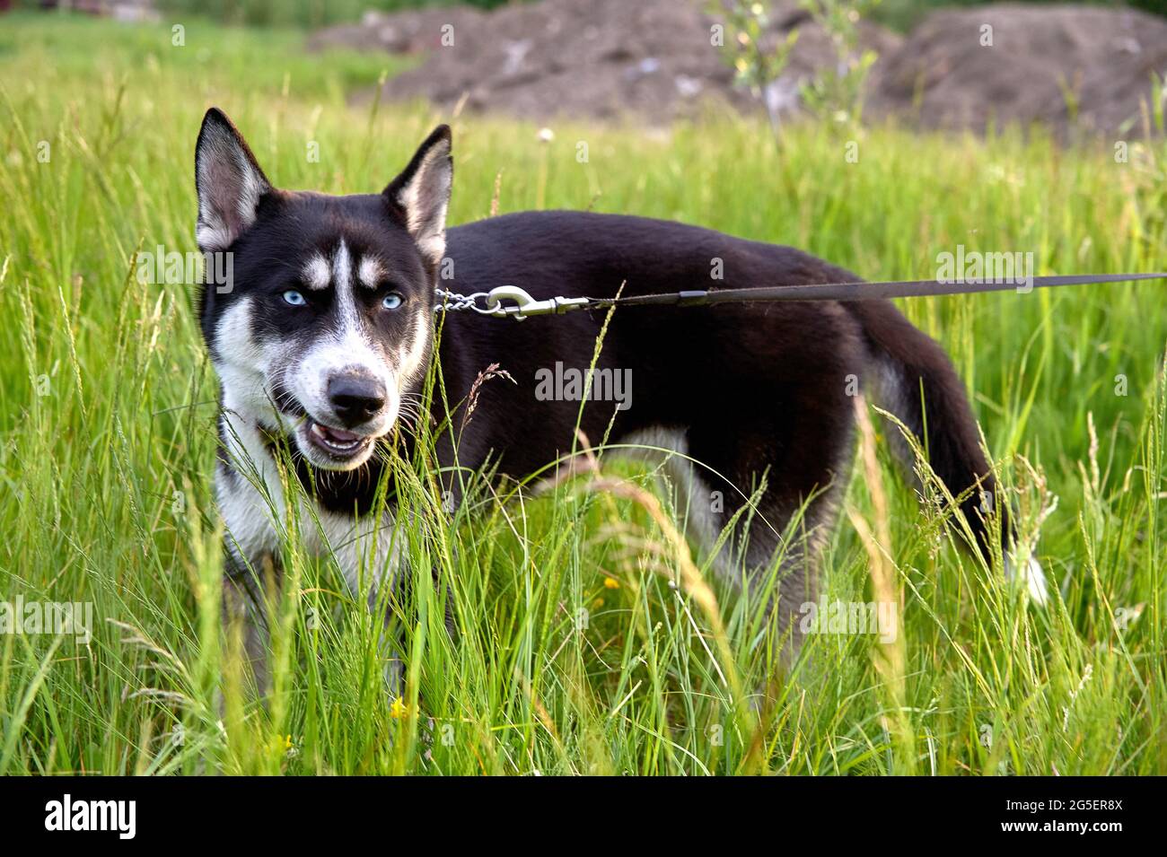 un cane husky sta in piedi su un guinzaglio nell'erba Foto Stock