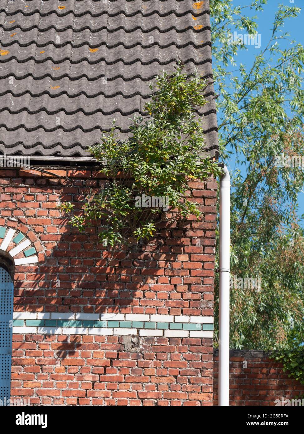 Vecchia casa con una crepa nella facciata da cui è cresciuta una farfalla cespuglio Foto Stock