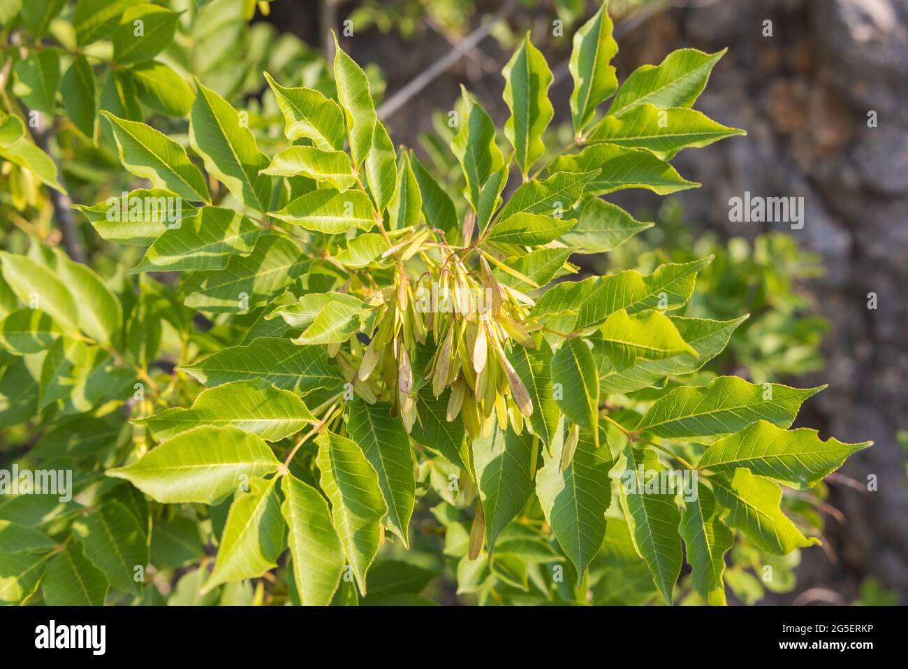 I frutti di Fraxinus ornus, la cenere manna Foto Stock