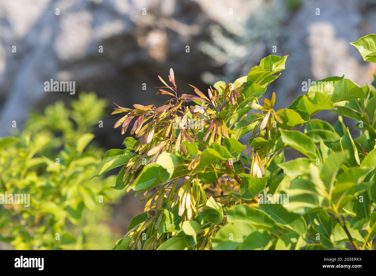 I frutti di Fraxinus ornus, la cenere manna Foto Stock