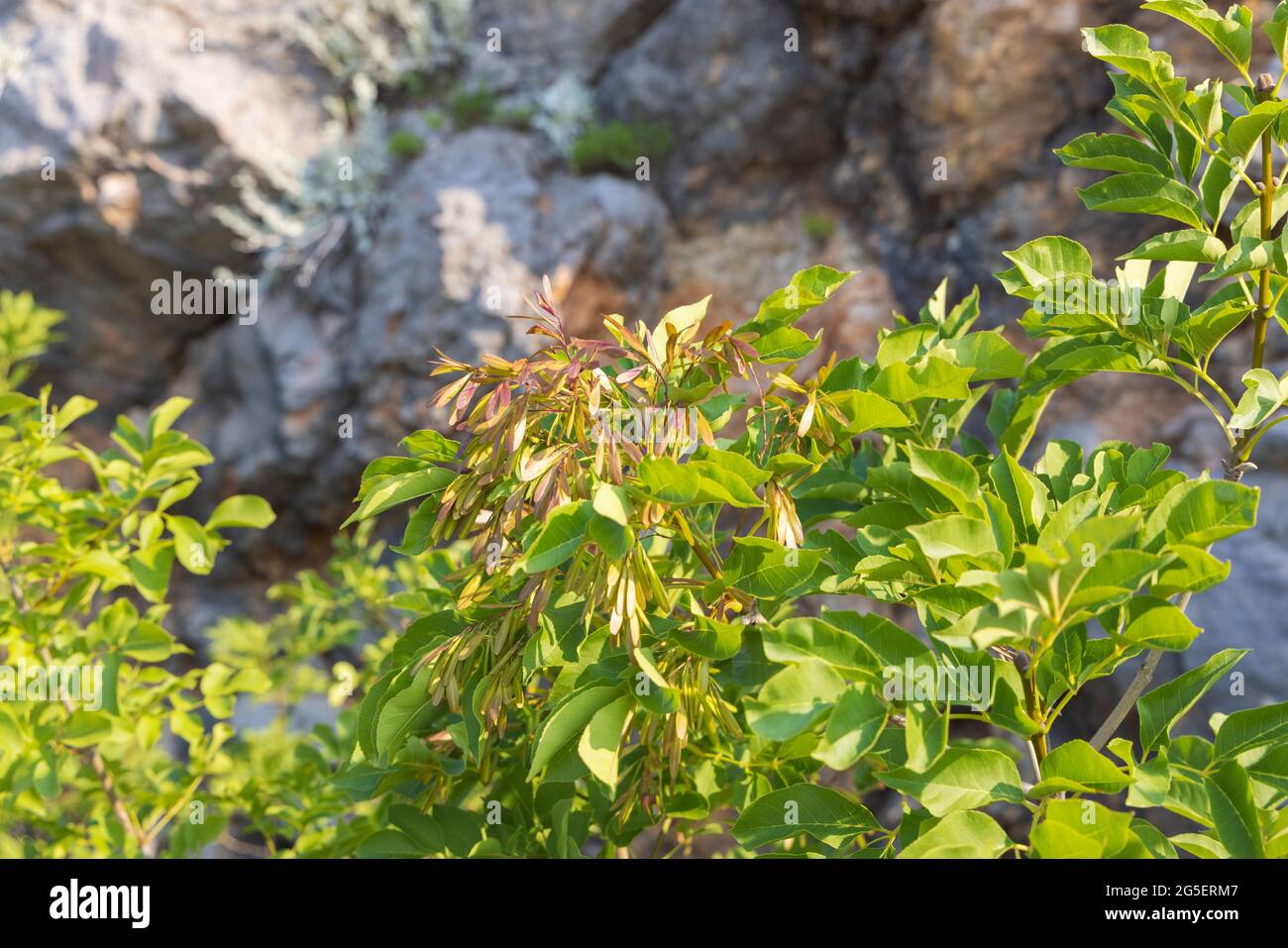 I frutti di Fraxinus ornus, la cenere manna Foto Stock