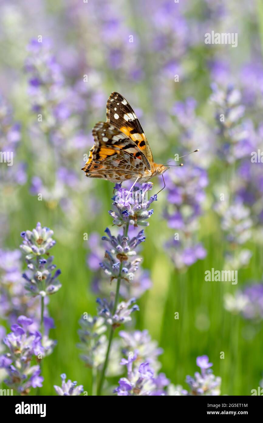 La Signora dipinta (Vanessa Cardui) seduta sul fiore di Lavanda in estate. Primo piano. Macro. Foto Stock