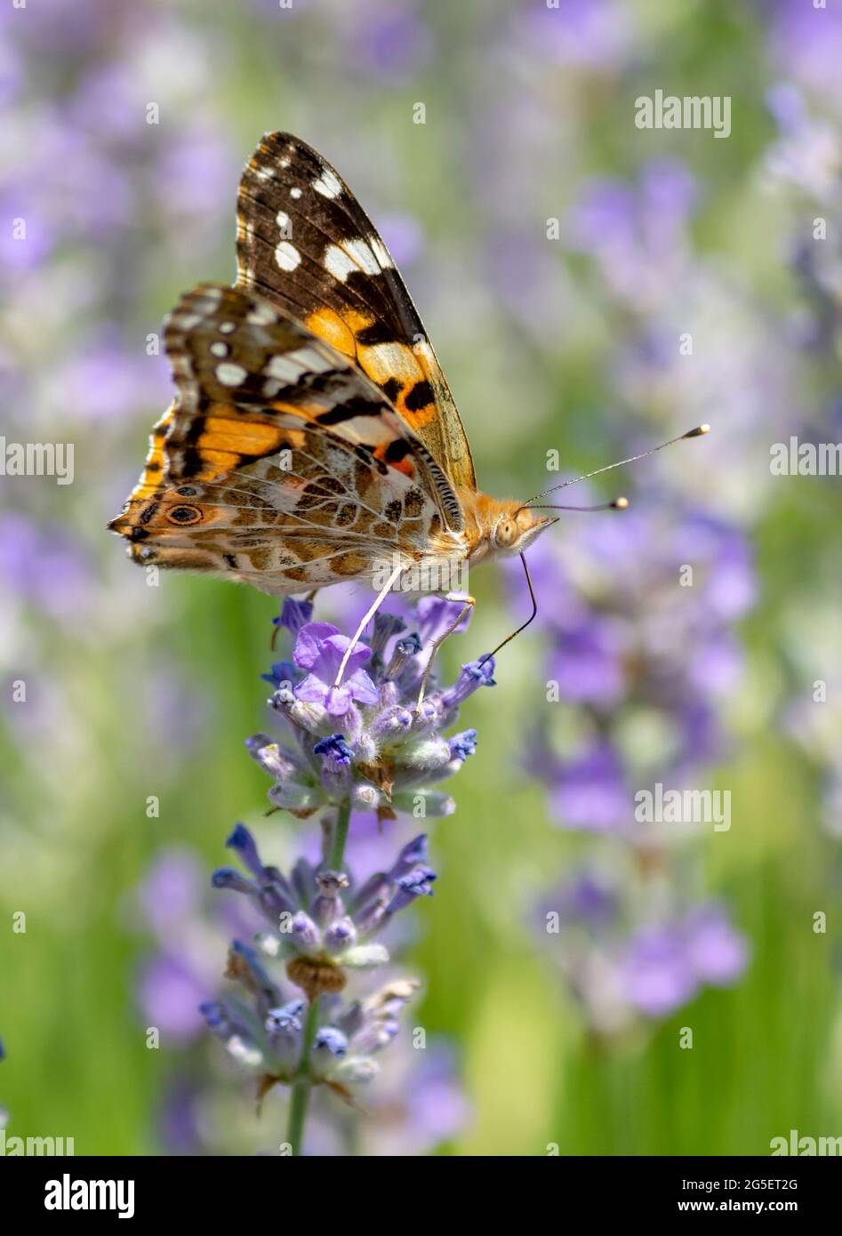 La Signora dipinta (Vanessa Cardui) seduta sul fiore di Lavanda in estate. Primo piano. Macro. Foto Stock