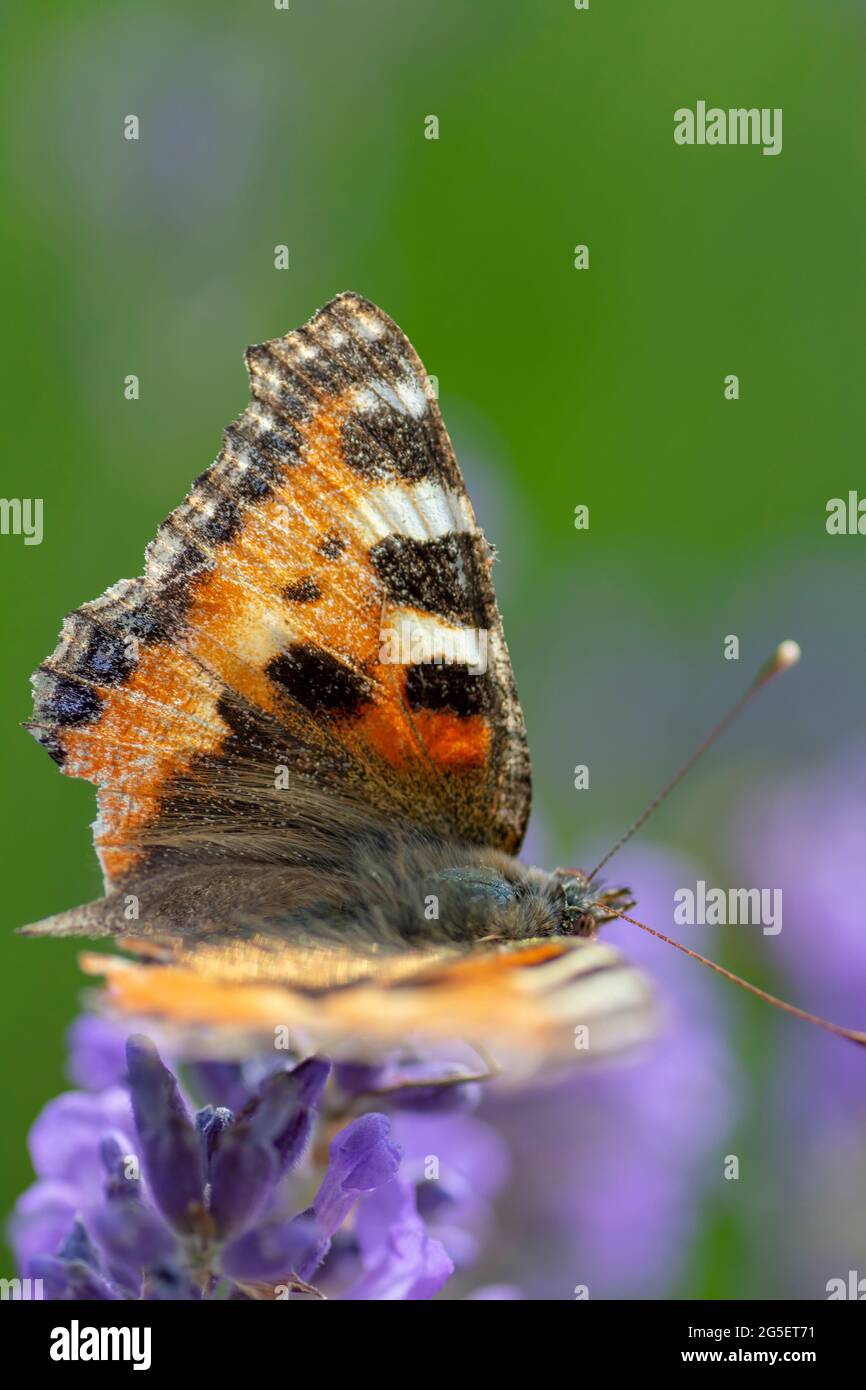 La Signora dipinta (Vanessa Cardui) seduta sul fiore di Lavanda in estate. Primo piano. Macro. Foto Stock