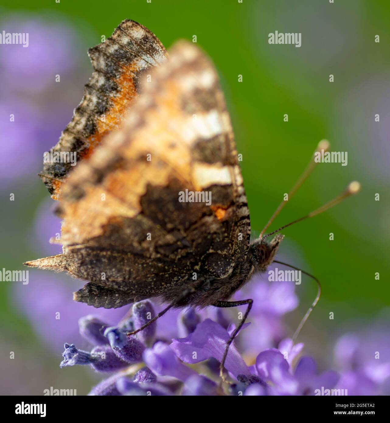 La Signora dipinta (Vanessa Cardui) seduta sul fiore di Lavanda in estate. Primo piano. Macro. Foto Stock
