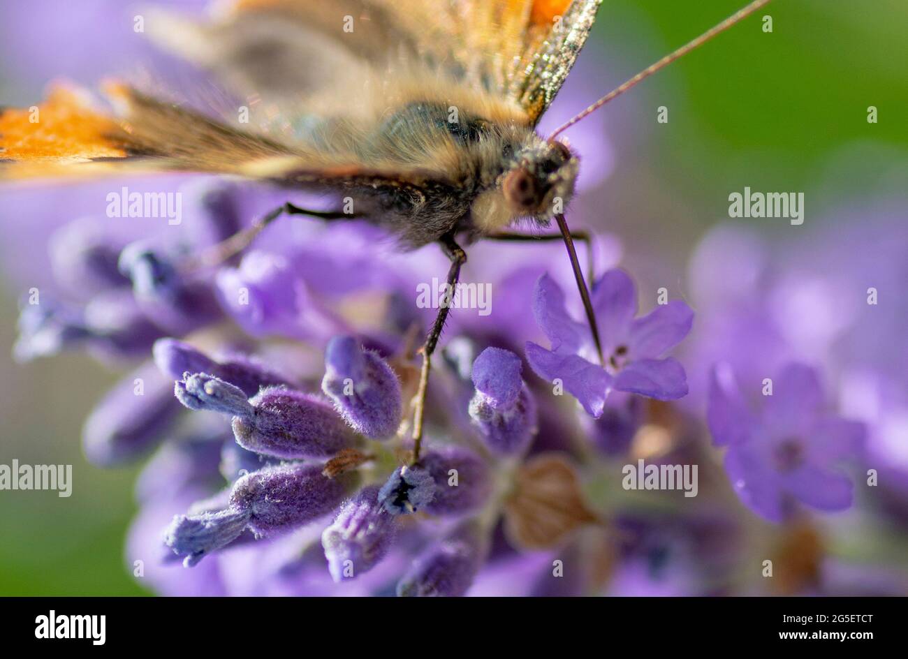 La Signora dipinta (Vanessa Cardui) seduta sul fiore di Lavanda in estate. Primo piano. Macro. Foto Stock