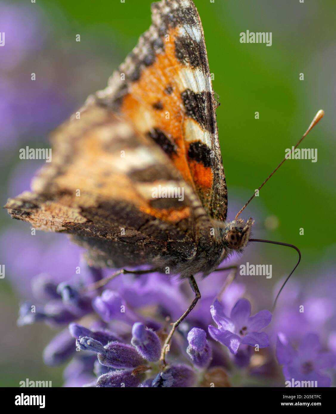 La Signora dipinta (Vanessa Cardui) seduta sul fiore di Lavanda in estate. Primo piano. Macro. Foto Stock