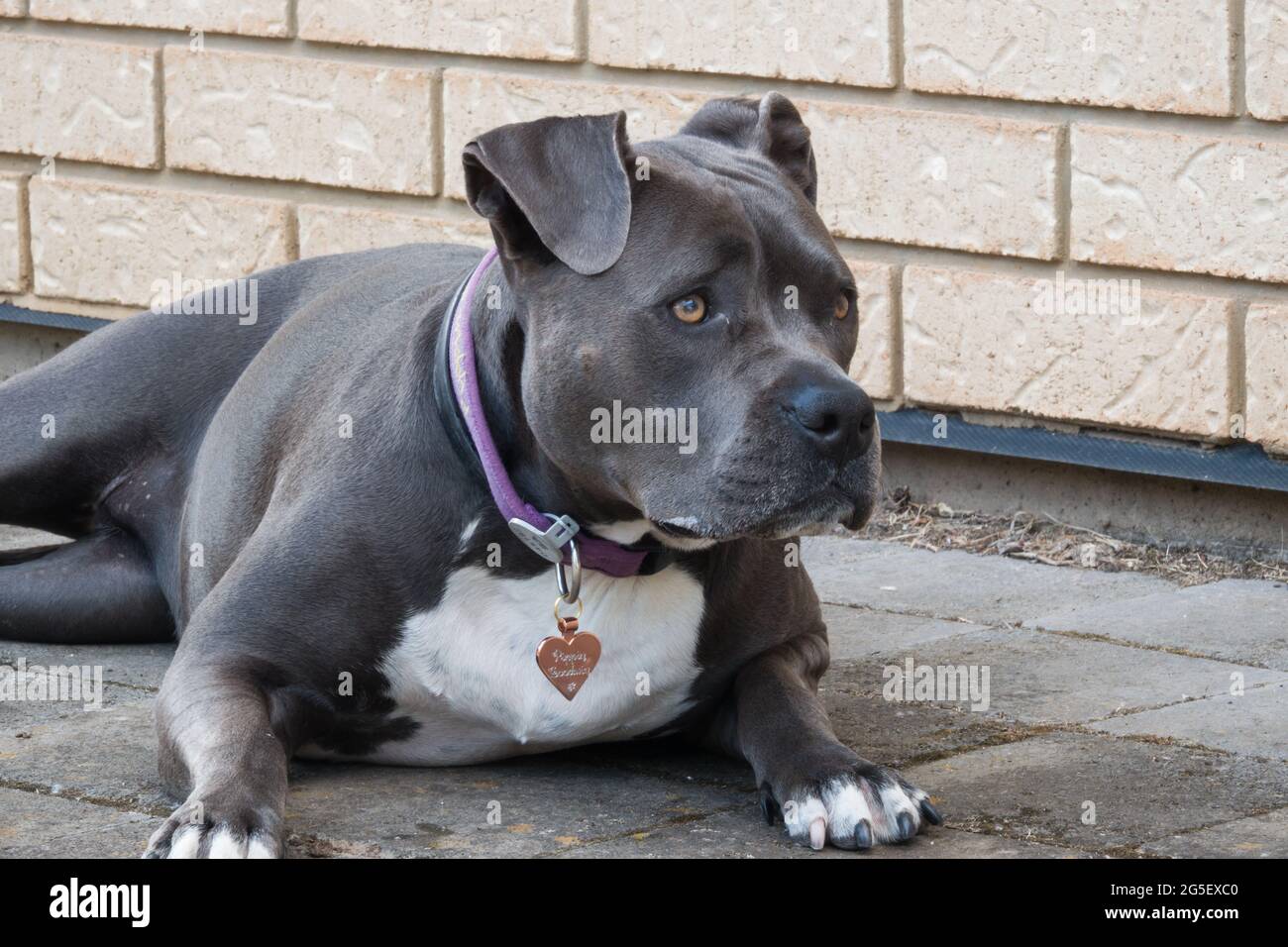 'Blue' PET Female il cane americano Staffordshire Terrier. Fotografato a Nuriootpa, Australia del Sud, Foto Stock