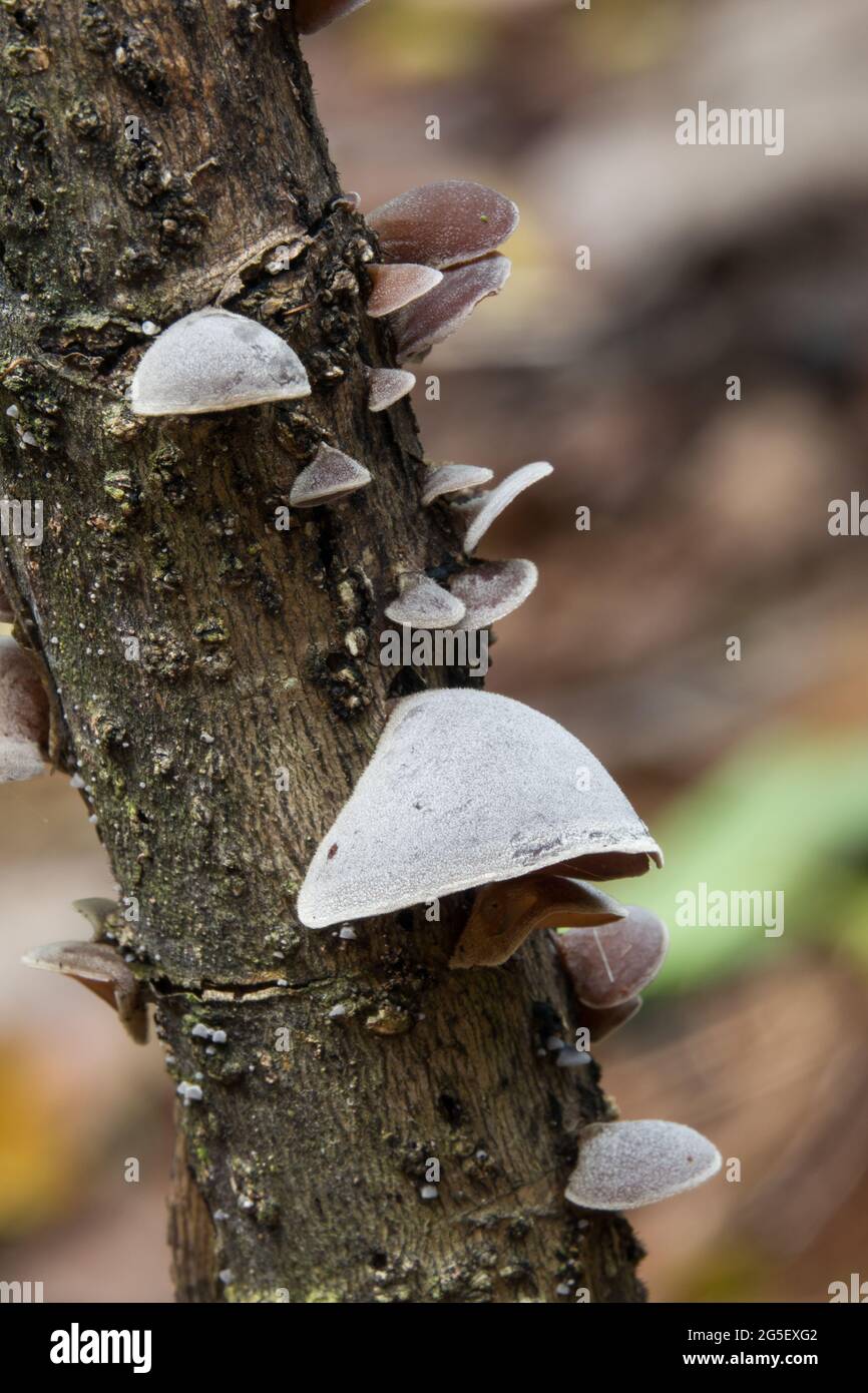 Gruppo di nubi funghi auricolari (Auricularia polytricha) che crescono su un ramo morto. Fotografato a Daintree Rainforest, all'estremo nord del Queensland, Australia. Foto Stock