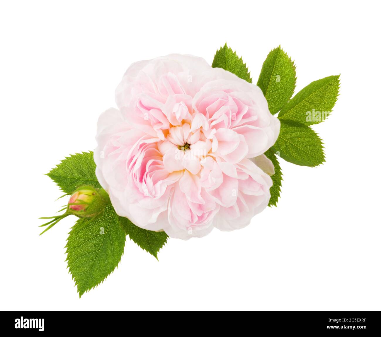 Rosa pallido con foglie e germoglio isolati su sfondo bianco. Rosa tè Foto Stock