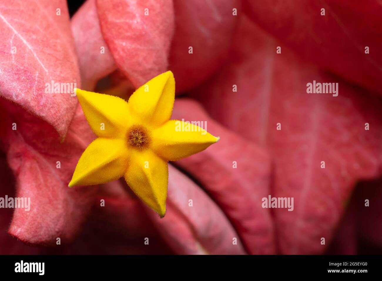 Primo piano di mussaenda philippica fiore di colore giallo. Questa specie appartiene alla famiglia delle rubiaceae, che è una pianta ornamentale. Fuoco selettivo usato. Foto Stock