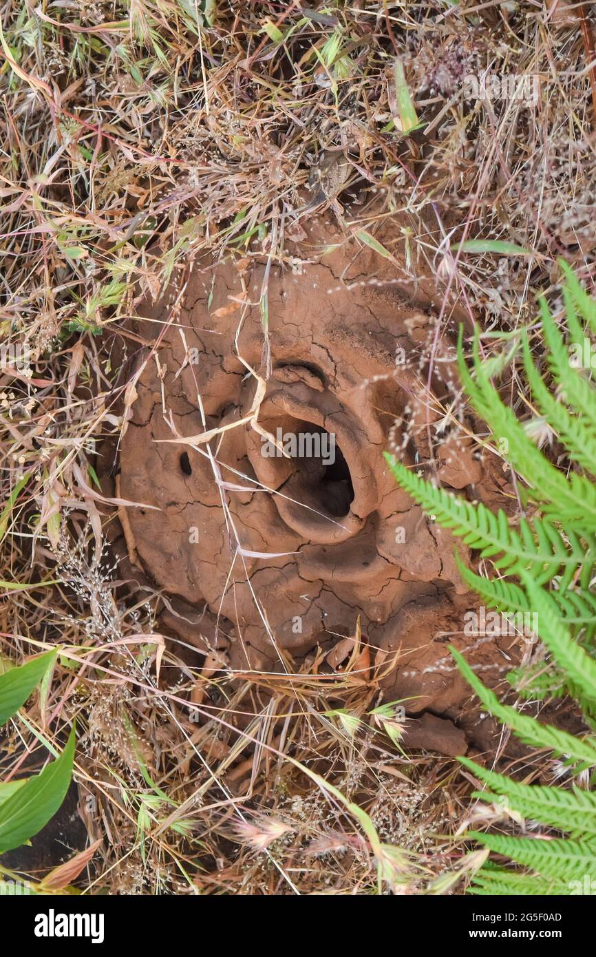 Burrone dell'insetto nel suolo della terra dei Ghati occidentali dell'India. Foto Stock