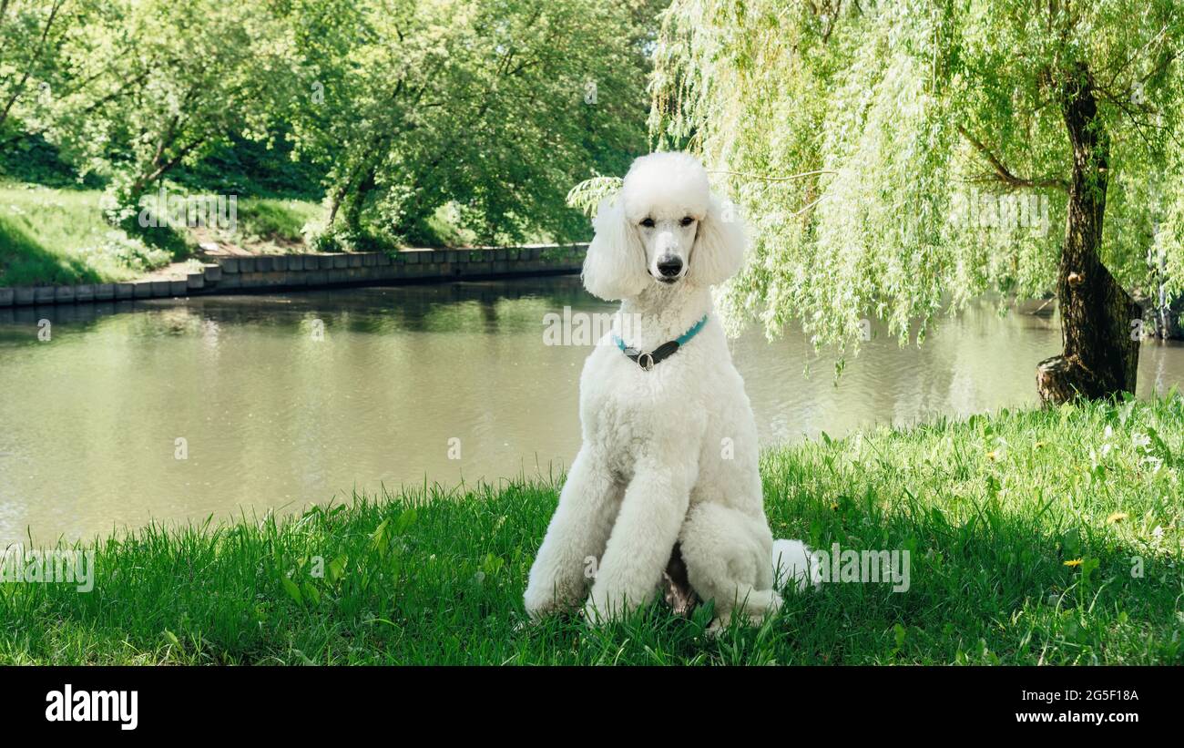 Un cane bianco standard purebred si siede su un prato verde e attende il comando di allenamento. Cura impeccabile della morbida pelliccia del re poodle Foto Stock