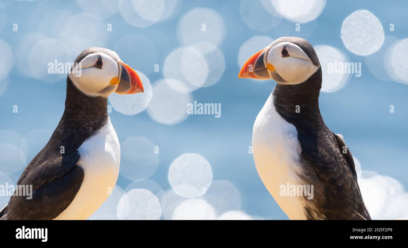 Atlantic Puffins (fratercola arctica) - Isola di maggio, Scozia, Regno Unito Foto Stock