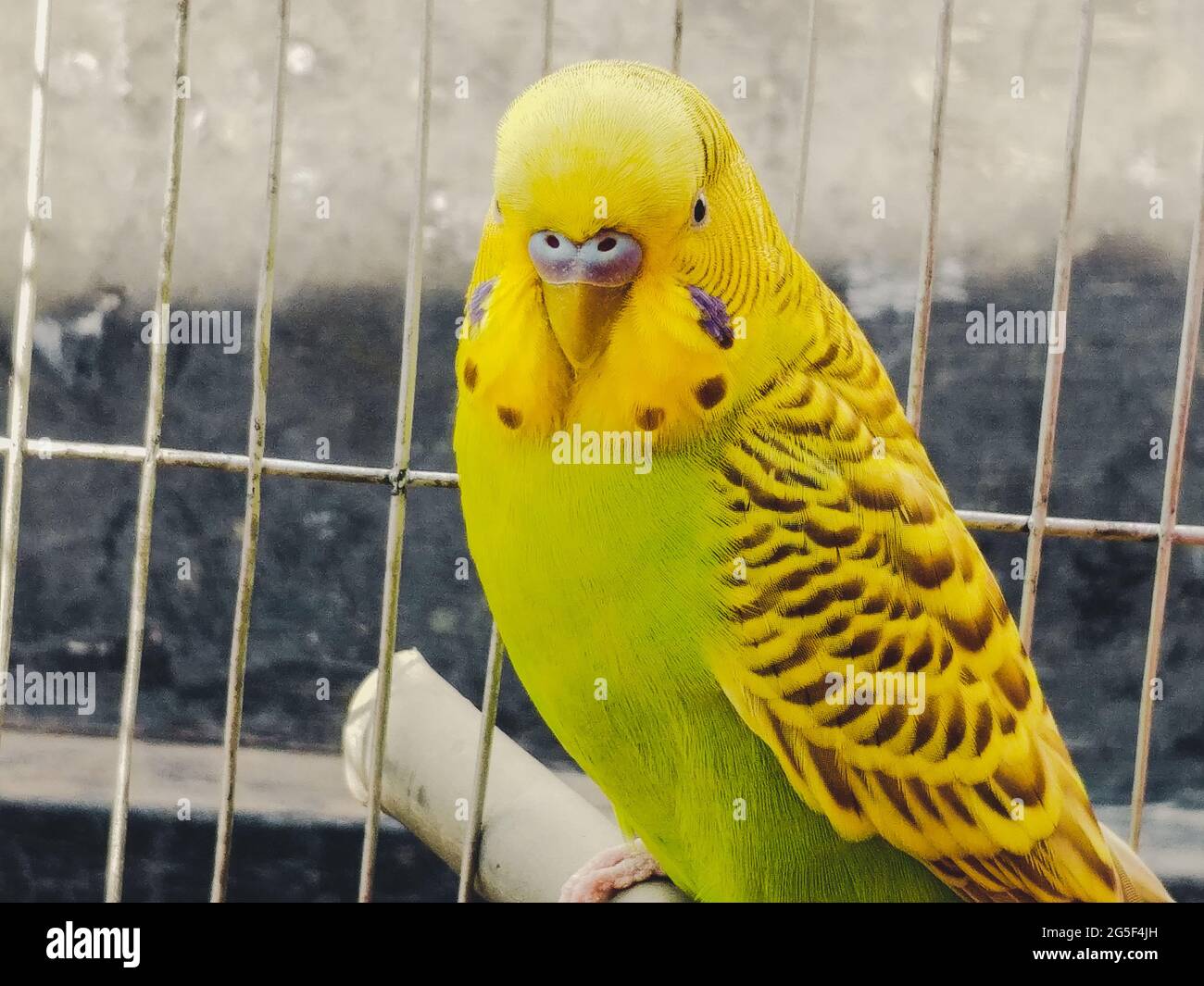 Un closeup di un simpatico amico a coda lunga seduto nella gabbia Foto Stock