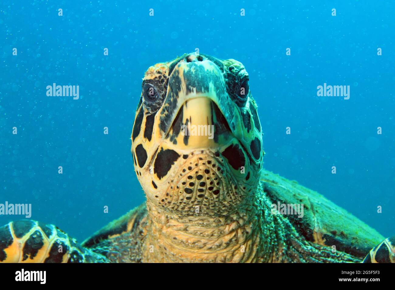 Primo piano di una tartaruga di Hawksbill (Eretmochelys imbricata), che guarda nella fotocamera. Coiba, Panama Foto Stock