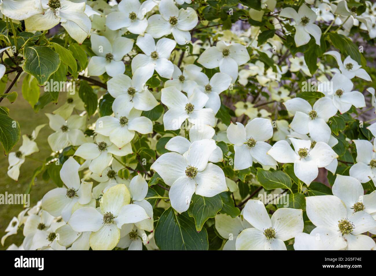 Bratti da bianco a crema di cornus kousa var chinensis 'China Girl', un albero di dogwood cinese fiorito, una pianta ornamentale che cresce in un giardino di Surrey Foto Stock