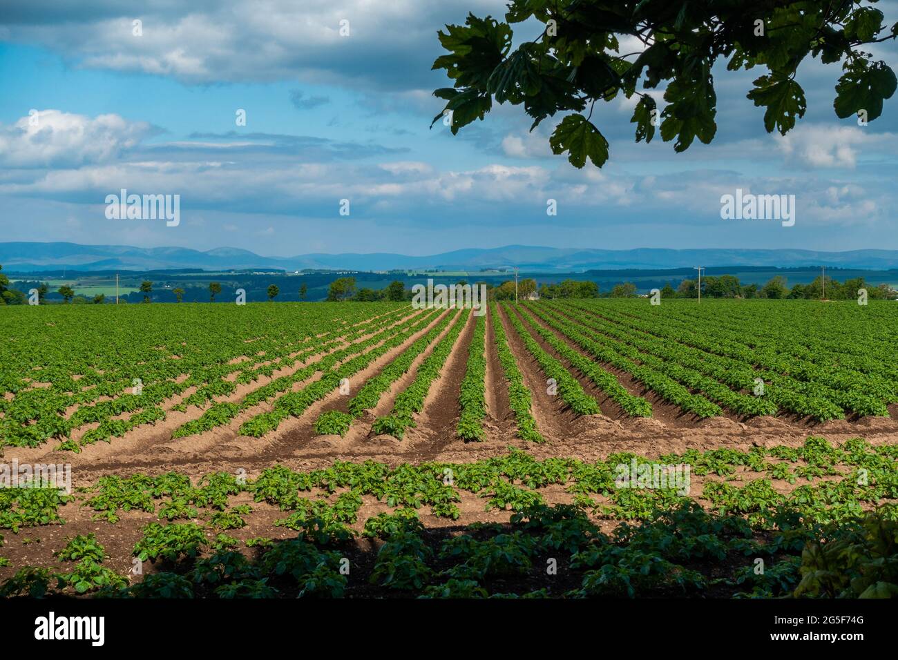 Piante di patata che crescono in file in un campo Foto Stock