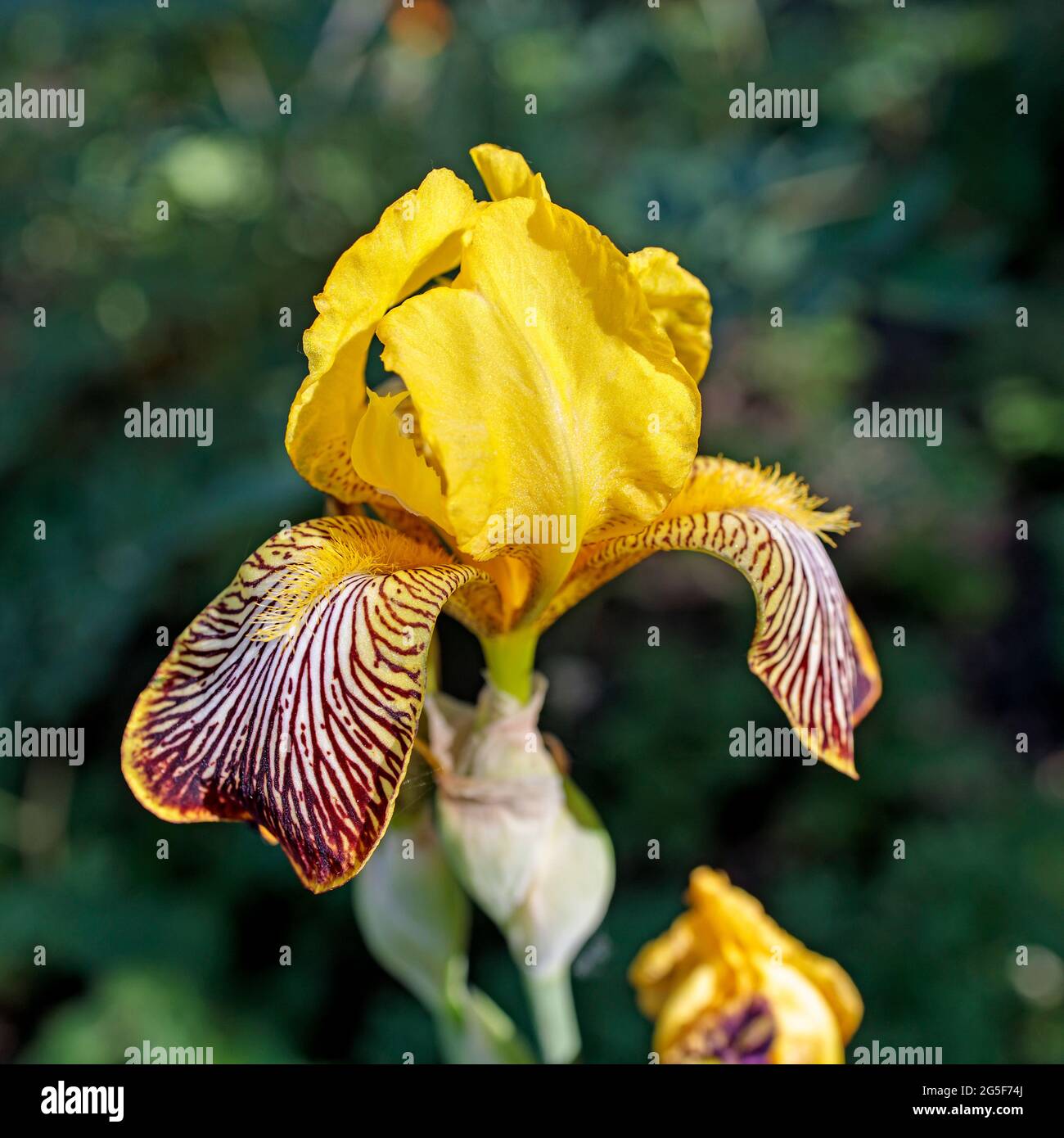Iris giallo, Iris pseudacorus, noto anche come iris bandiera è nella natura Foto Stock
