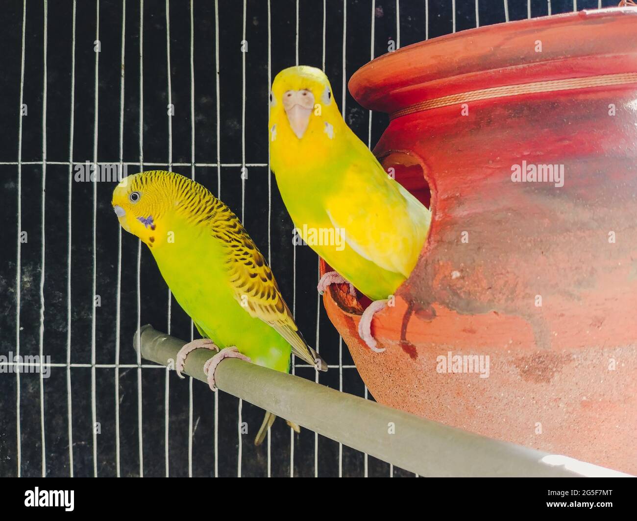 Un closeup di adorabili parrocchetti a coda lunga nella gabbia Foto Stock