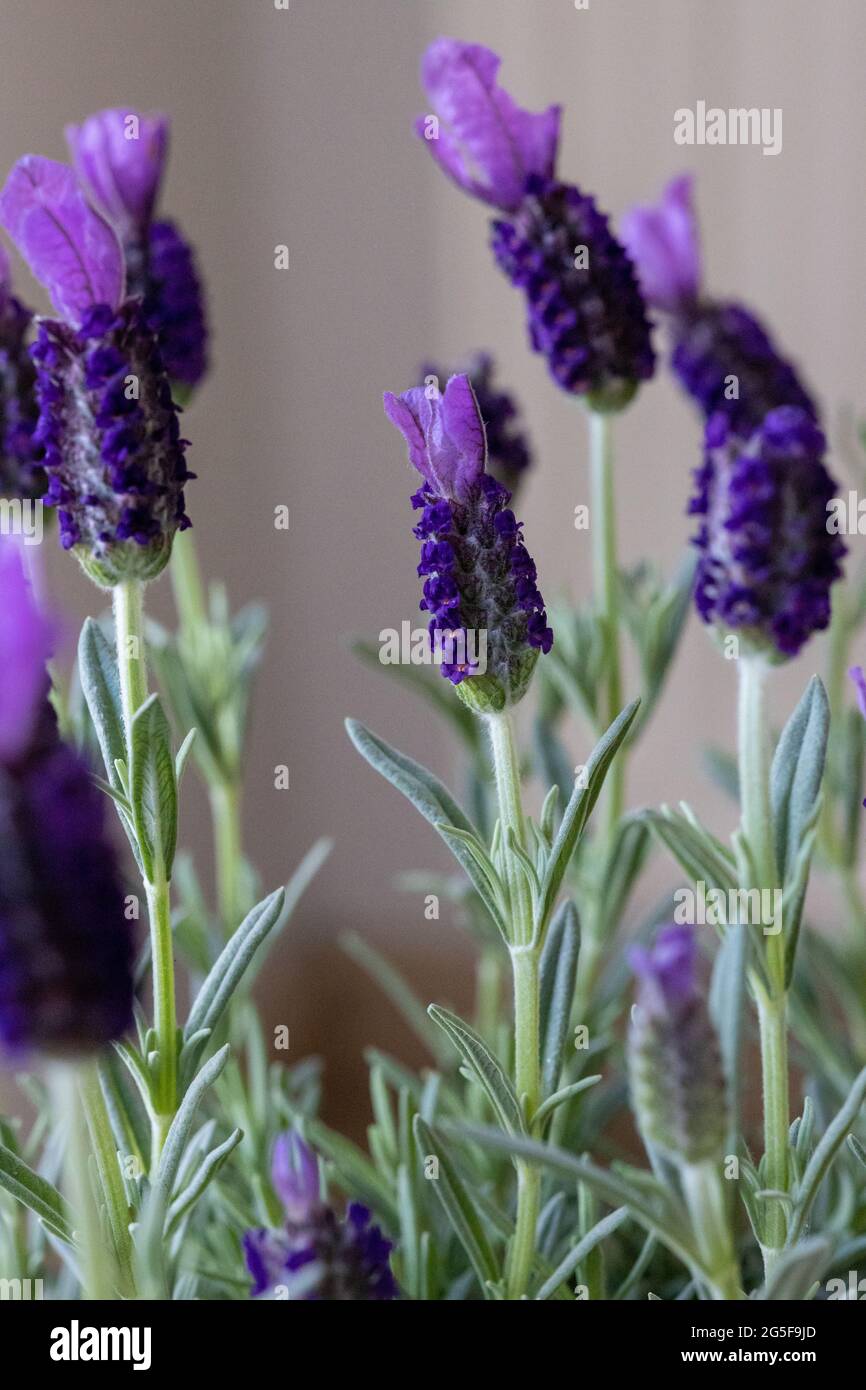 Farfalla fiori di lavanda in dettaglio in primavera Foto Stock