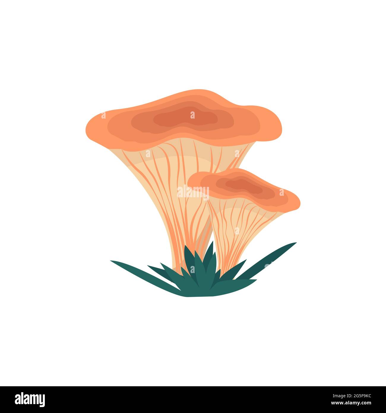 Funghi chanterelle in stile piatto, illustrazione vettoriale di funghi commestibili, isolati Illustrazione Vettoriale
