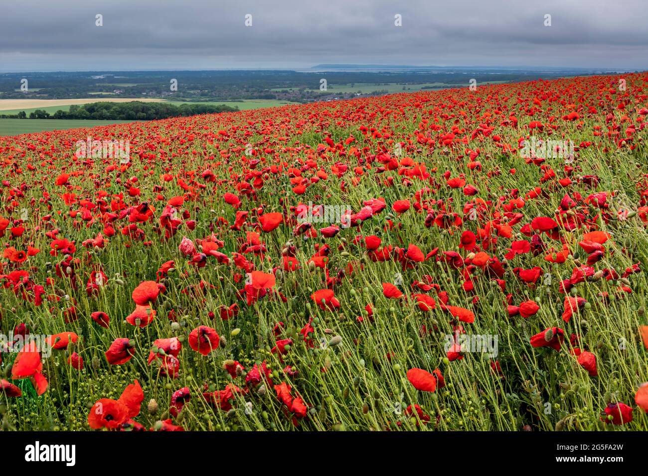 Mare di papaveri rossi giorno nuvoloso nel mese di giugno sul trundle South Downs West Sussex sud-est Inghilterra Foto Stock