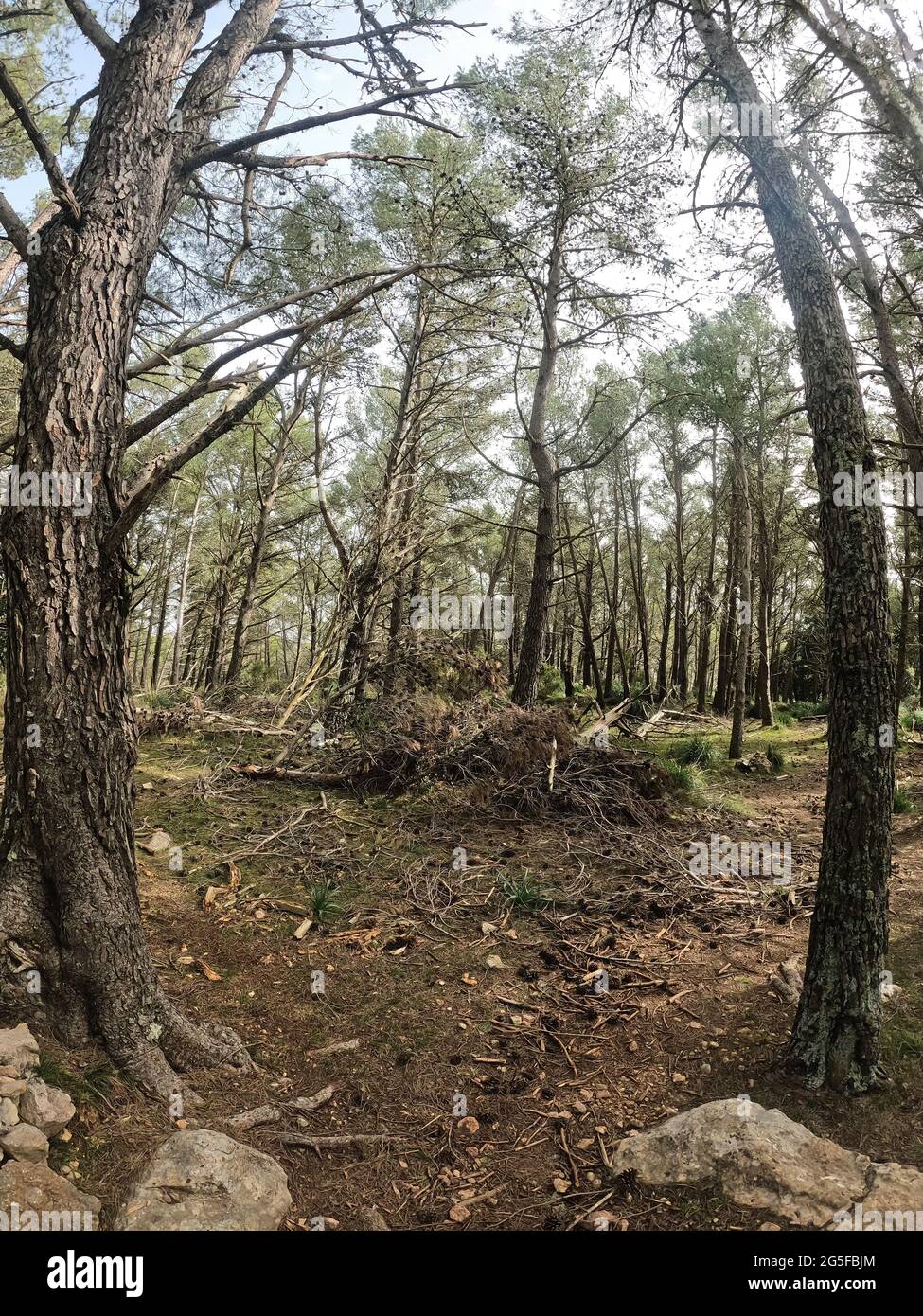Árboles, Maiorca, Isole Baleari Foto Stock
