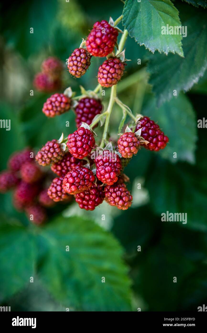 blackberry maturare sul ramo in giardino Foto Stock