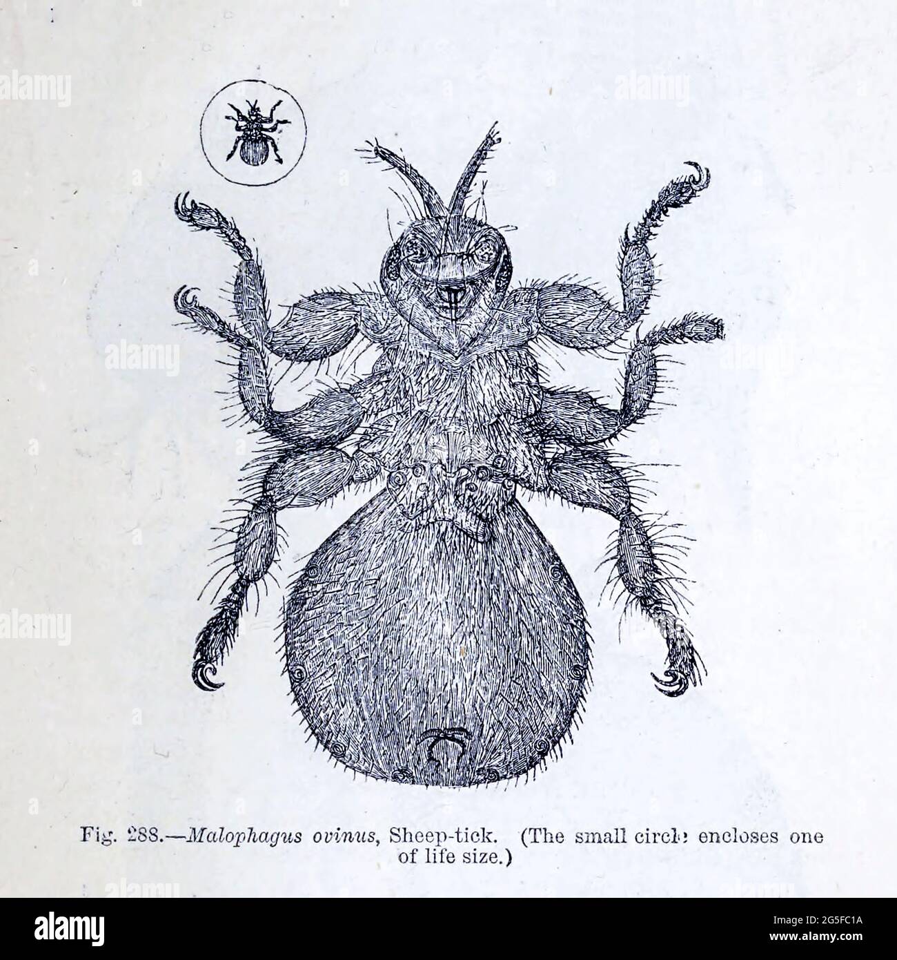 Illustrazione di minuscoli organismi al microscopio dal libro ' il microscopio : la sua storia, costruzione, e applicazione ' di Hogg, Jabez, 1817-1899 pubblicato a Londra da G. Routledge nel 1869 con illustrazioni di TUFFEN WEST Foto Stock