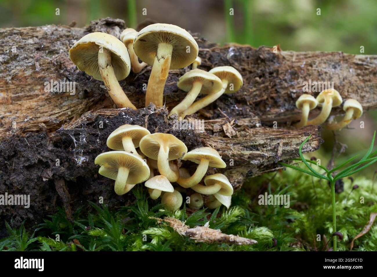 Fungo velenoso Hypholoma fasciculare in foresta di abete rosso. Conosciuto come tufo di zolfo o legno raggruppato. Funghi selvatici che crescono sul legno. Foto Stock