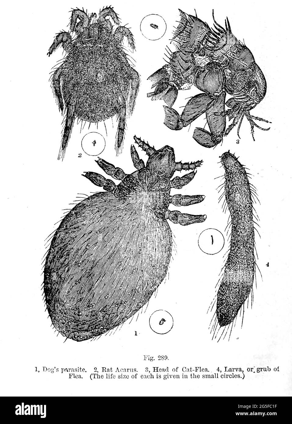 Illustrazione di minuscoli organismi al microscopio dal libro ' il microscopio : la sua storia, costruzione, e applicazione ' di Hogg, Jabez, 1817-1899 pubblicato a Londra da G. Routledge nel 1869 con illustrazioni di TUFFEN WEST Foto Stock