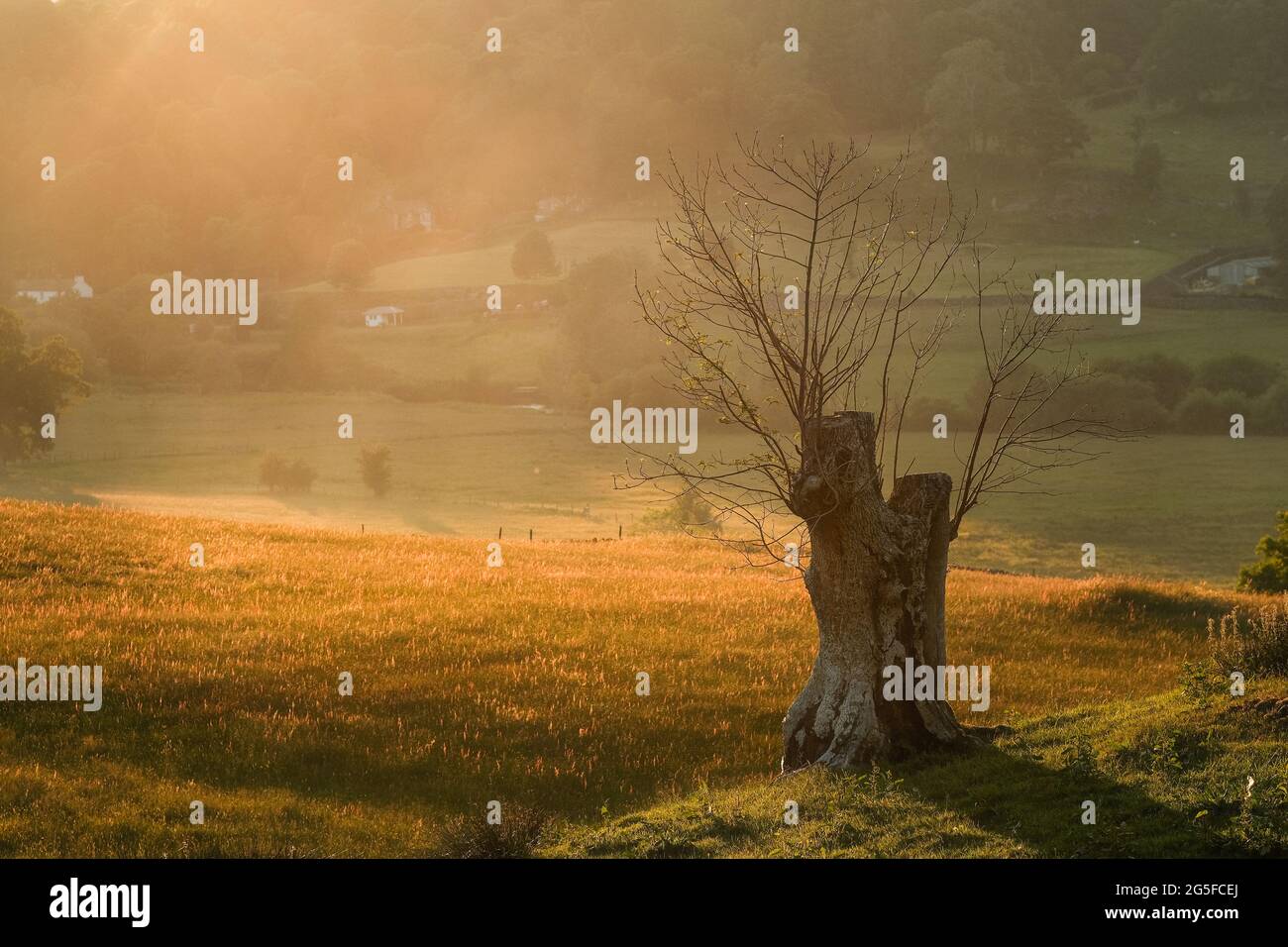 Cumbria, Regno Unito. Vista attraverso il Lake District, con il sole a Skelwith in tarda serata. Foto Stock