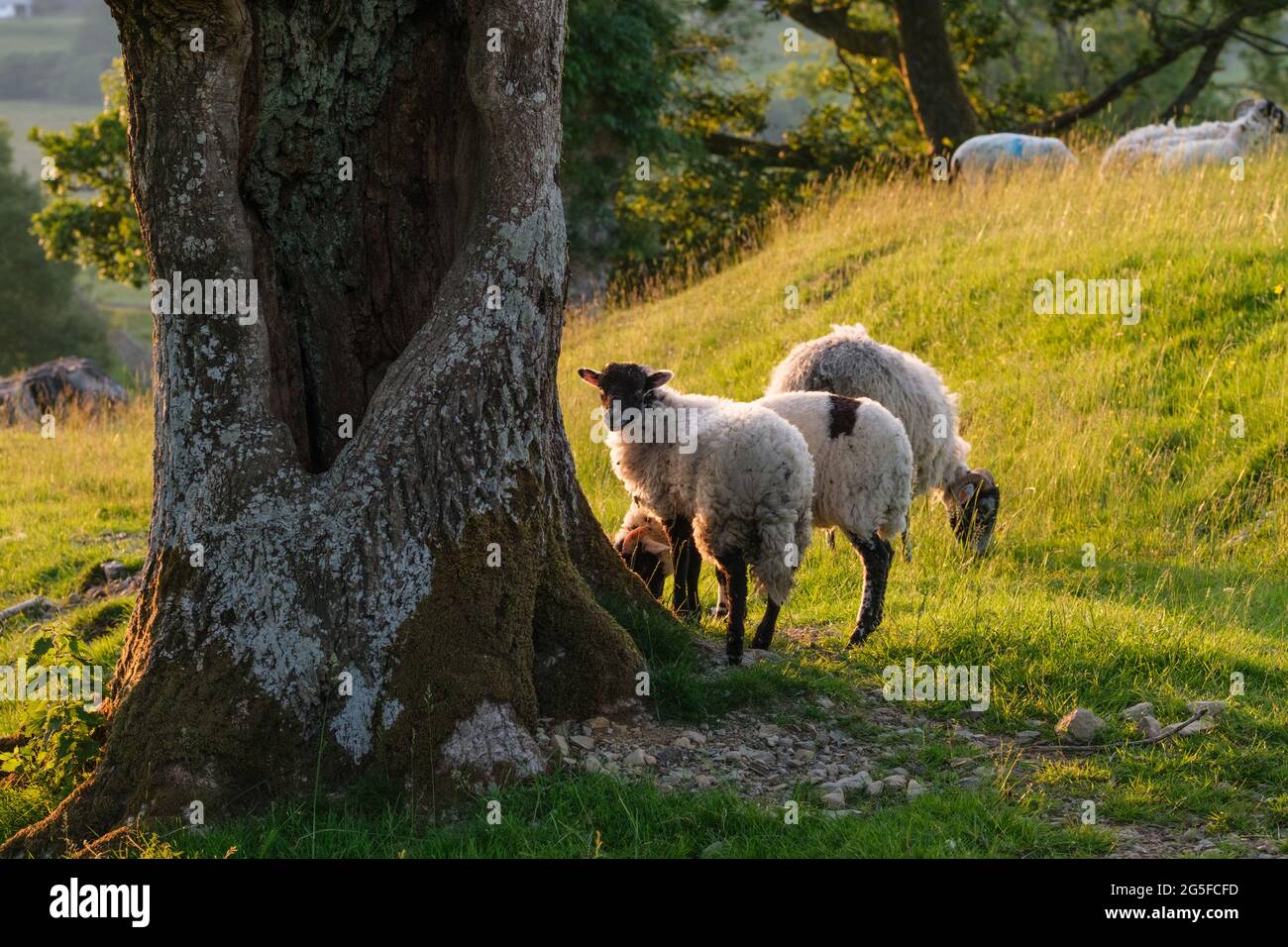 Lake District, Regno Unito. Pecora accanto ad un albero nel sole di tarda sera. Foto Stock