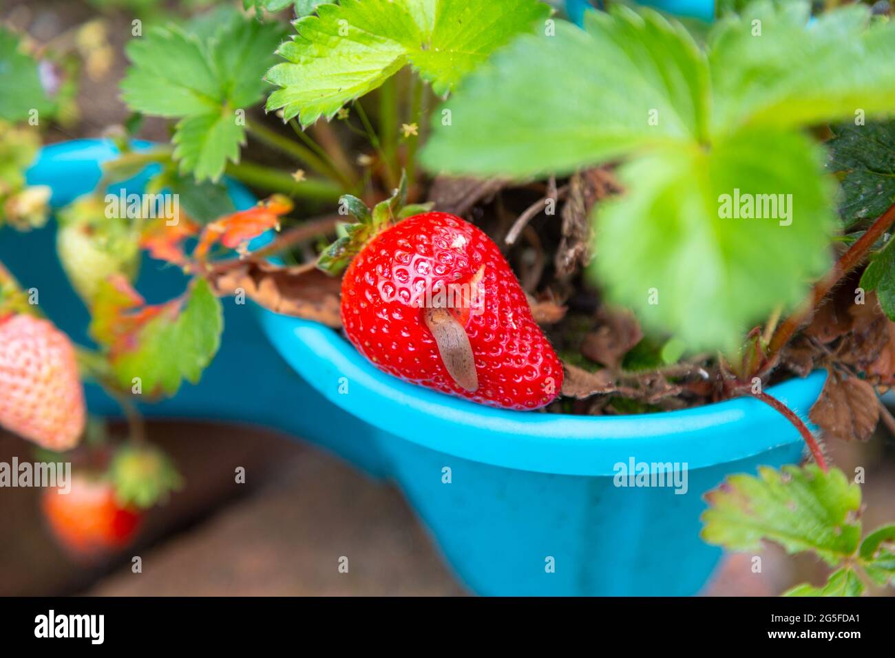 Grande fragola mangiata da Slug, kent, giardino britannico Foto Stock