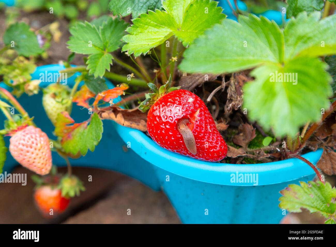 Grande fragola mangiata da Slug, kent, giardino britannico Foto Stock