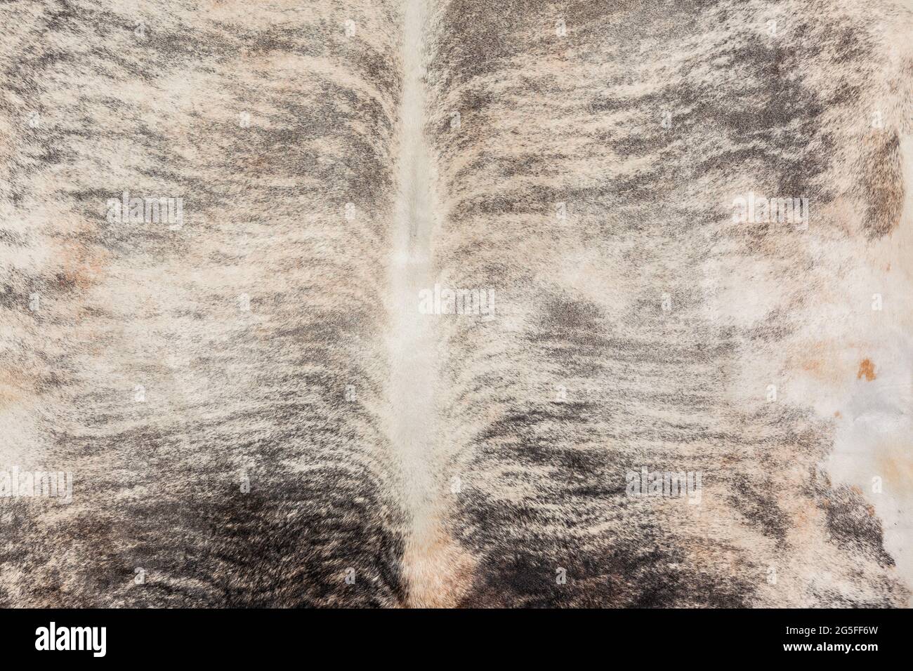 Bestiame animale pelliccia pelle pelli closeup foto immagine astratta sfondo dettaglio di pulito trattato insieme per rendere pelliccia tappeto arredamento stile di vita. Foto Stock