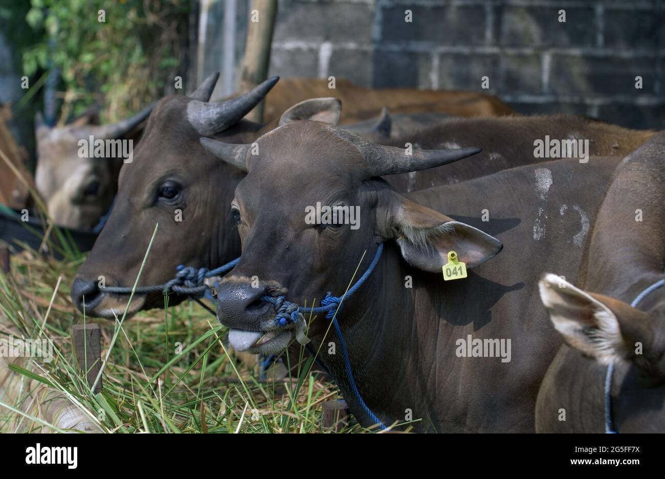 Mucche nella stabile mangiare erba Foto Stock